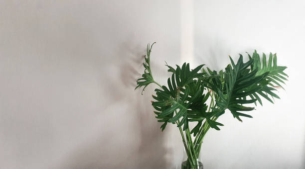 collection-banner-image